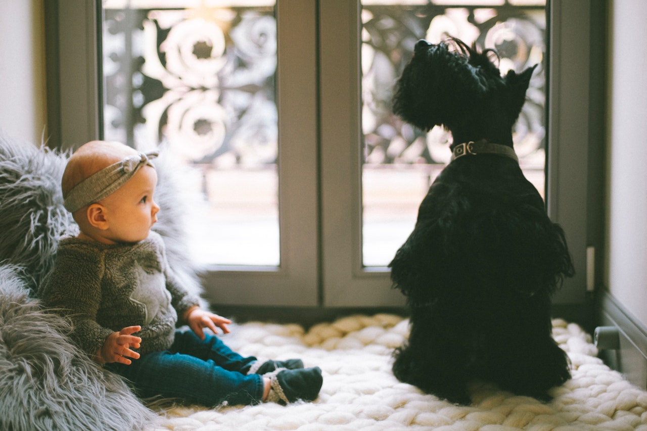 Introducing Your Human Baby to Your Furry Baby