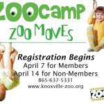 ZooCamp ad for KnoxvilleMoms