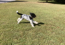 A Guide To Knoxville’s Dog Parks