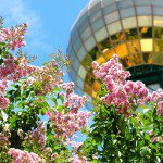 Knoxville Festivals