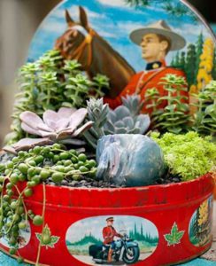 {Vintage container with succulent via BHG.com}
