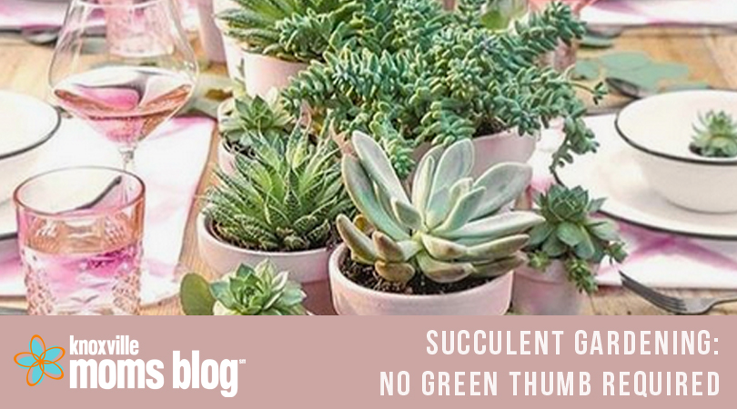 Succulent Gardening: No Green Thumb Required!