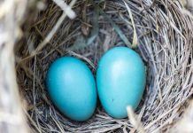 “I Have to Clean My Headlights” and Other Crazy Nesting Stories