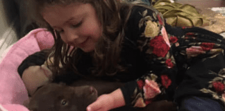 A Puppy for Christmas (the Cold, Hard, Furry Truth)