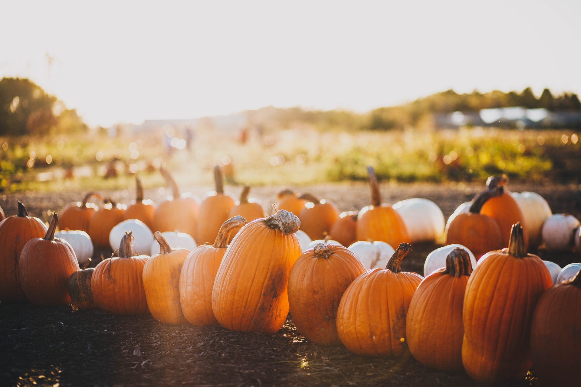 Knoxville Pumpkin Patches and Corn Mazes