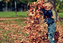 Fall Ideas for Everyone