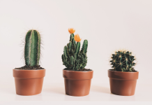 Moms Need Cactus Friendships