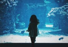 Aquariums to Visit in Driving Distance of Knoxville