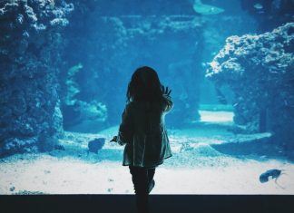 Aquariums to Visit in Driving Distance of Knoxville