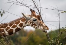 Where to See Animals in Knoxville Safaris, Zoos, and Farms