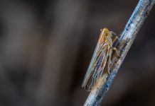 The Cicadaing of 2021 The Cicadaing of 2021