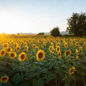 Sunflower Fields in East Tennessee