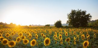 Sunflower Fields in East Tennessee