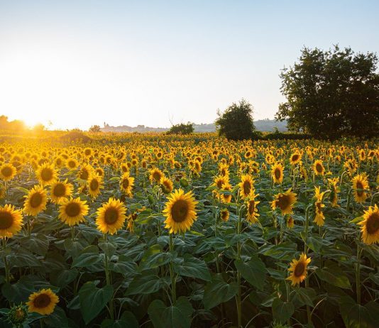 Sunflower Fields in East Tennessee