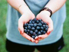 Where to Pick Blueberries in East Tennessee