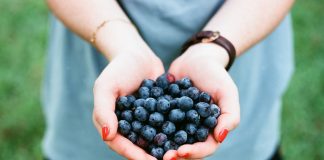 Where to Pick Blueberres in East Tennessee