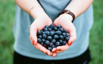 Where to Pick Blueberries in East Tennessee