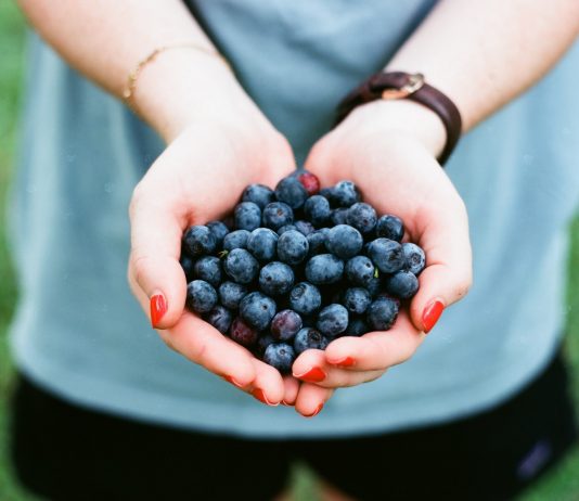 Where to Pick Blueberries in East Tennessee