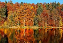 15+ Best Places to See Fall Leaves in Knoxville