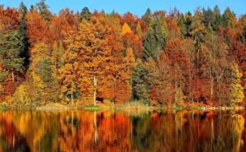 15+ Best Places to See Fall Leaves in Knoxville