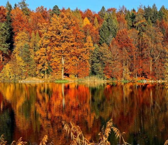 15+ Best Places to See Fall Leaves in Knoxville