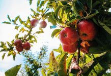 Apple Picking in East Tennessee & Beyond