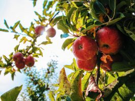 Apple Picking in East Tennessee & Beyond