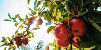 Apple Picking in East Tennessee & Beyond