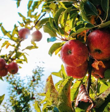 Apple Picking in East Tennessee & Beyond