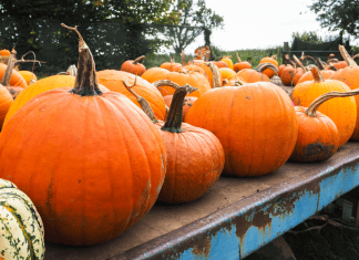 Knoxville Pumpkin Patches, Corn Mazes & More