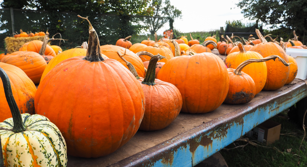 Knoxville Pumpkin Patches, Corn Mazes & More