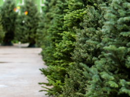 Knoxville Christmas Tree Farms