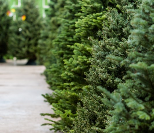 Knoxville Christmas Tree Farms