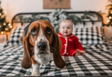 The Lucy Saga: A Tail of Kindness