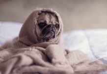 I Love Sleep, But I Hate Bedtime