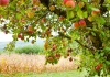 https://knoxvillemoms.com/apple-picking-in-east-tennessee-beyond/