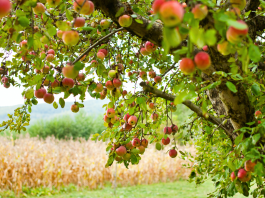 https://knoxvillemoms.com/apple-picking-in-east-tennessee-beyond/