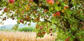 https://knoxvillemoms.com/apple-picking-in-east-tennessee-beyond/