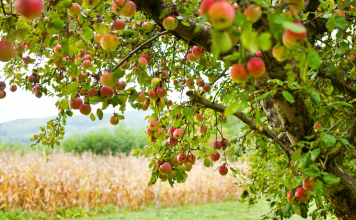 https://knoxvillemoms.com/apple-picking-in-east-tennessee-beyond/