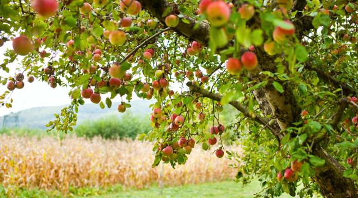 https://knoxvillemoms.com/apple-picking-in-east-tennessee-beyond/