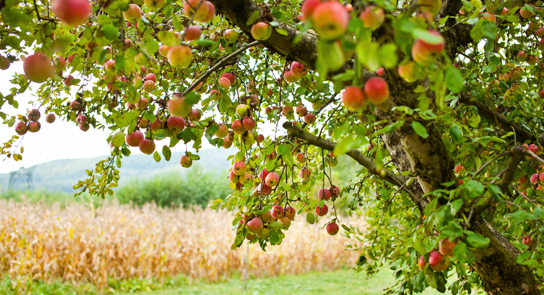 North Carolina Apple Picking And Orchards
