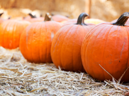 Knoxville Pumpkin Patches