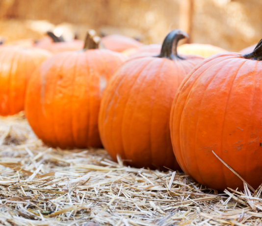 Knoxville Pumpkin Patches