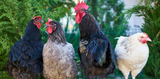 A Beginner's Guide To Owning Chickens