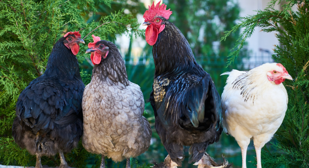 A Beginner's Guide To Owning Chickens