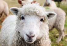 Museum of Appalachia To Host Three Sheep Shearing Days This Spring