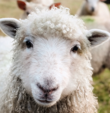 Museum of Appalachia To Host Three Sheep Shearing Days This Spring