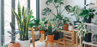 Easy Houseplants You (Almost) Can’t Kill
