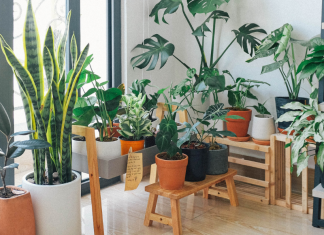 Easy Houseplants You (Almost) Can’t Kill