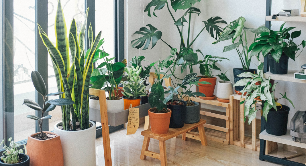Easy Houseplants You (Almost) Can’t Kill 